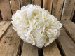 HORTENSIA PRESERVADA CREMA.