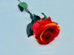 ROSA PRESERVADA CATALANA SUP.