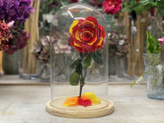 CUPULA ROSA PRESERVADA CATALANA SUP.