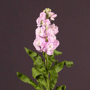 ALHELI ROSA X 5 TLLS.