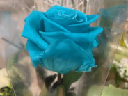 ROSA PRESERVADA TURQUESA 55CM.