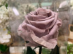 ROSA PRESERVADA CAFE LATTE 55CM.