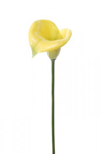 AROME 60 CM