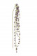 CHUTE ASPARAGUS