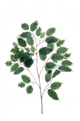 BRANCHE DE FICUS BICOLOR