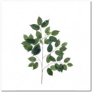 BRANCHE DE FICUS VERDE