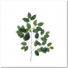 BRANCHE DE FICUS VERDE