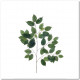 BRANCHE DE FICUS VERDE