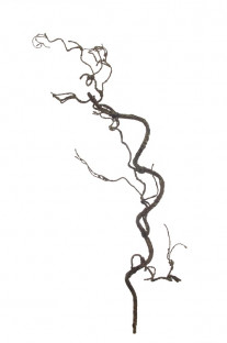 DRY BRANCH 3