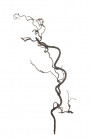 DRY BRANCH 3