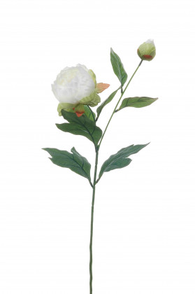 PIVOINE