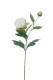 PIVOINE