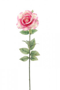 ROSE ROSE
