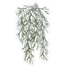 PLATHYCERIUM 60CM. VERT