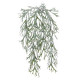 PLATHYCERIUM 60CM. VERT
