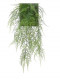 ASPARAGUS 54CM VERDE