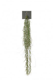 HOYA LINEARIS 95CM VERDE