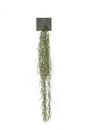 HOYA LINEARIS 95CM VERDE