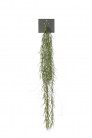 HOYA LINEARIS 95CM VERDE
