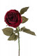 ROSA 63CM ROJA