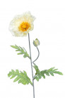 AMAPOLA 74CM CREMA