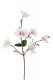 MAGNOLIA 63CM
