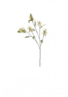 PROTEA 100CM.