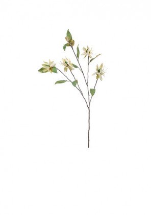 PROTEA 100CM.