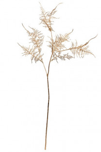 ASPARAGUS 70CM. ORO