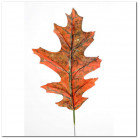 FEUILLES DE CHÊNE 20 CM