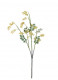 GNETUM