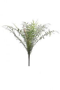 NEPHROLEPIS 25CM VERT