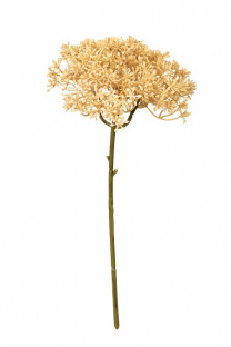 SEDUM 28CM BEIGE
