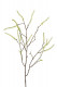 AMARANTHUS 80CM BLANCO
