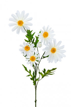 MARGARITE 65CM BLANCO