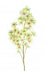 FRANGIPANI 90CM VERDE
