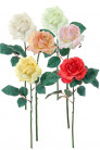 ROSE OUVERTE SAUVAGE MIX X6