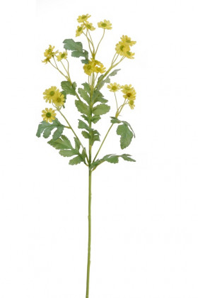 MARGUERITES X24