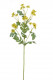MARGUERITES X24