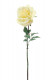 ROSE AMARILLA