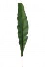 ASPLENIUM 35CM VERDE