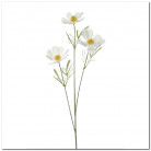 COSMOS 45CM