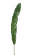 FEULLE ASPIDISTRA 120CM.