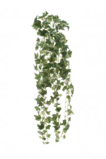 LIERRE VERT/BLANC CHUTE