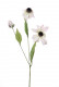 RUDBECKIA 48CM ROSE