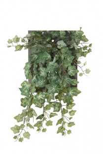 LIERRE CHUTE 38CM BICOLOR HEADER