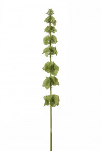 MOLUCELLA 74CM VERT