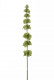 MOLUCELLA 74CM VERT