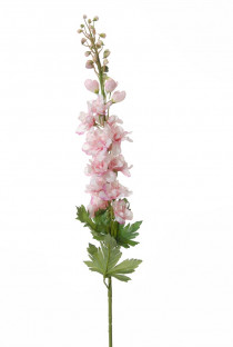 DELPHINIUM 75CM ROZE