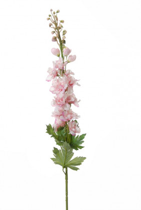 DELPHINIUM 75CM ROZE